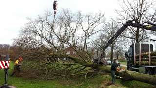 rooien en kappen van eikenbomen in Eindhoven Veldhoven coniferen kappen rooien